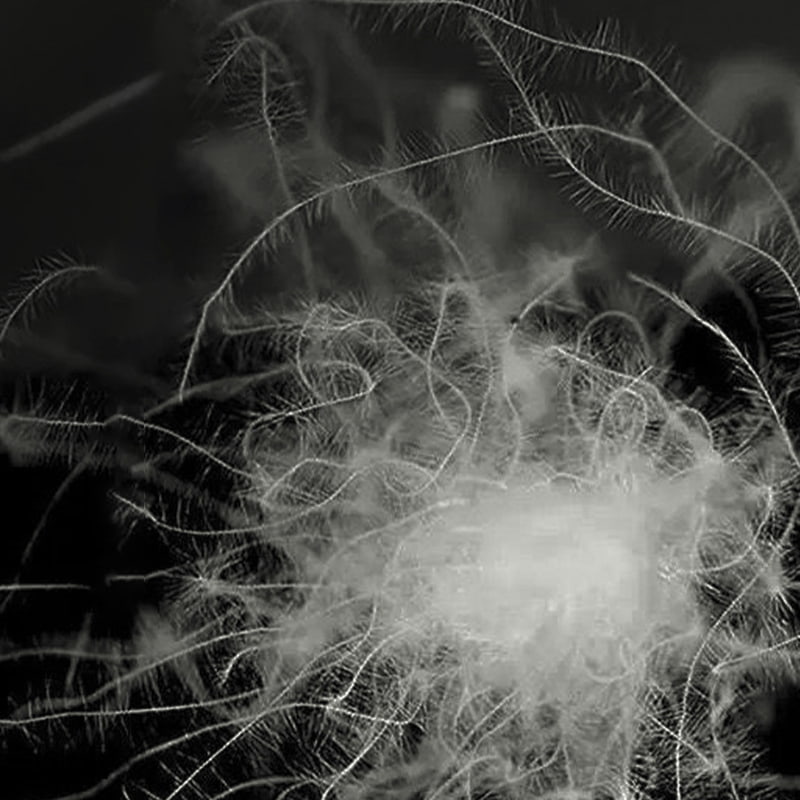 ขนเป็ดสีเทา 80% ขนเป็ดสีเทา 80%